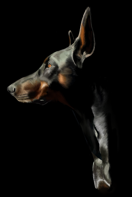 Dyr, Hunde, Kæledyr, Doberman, Hund