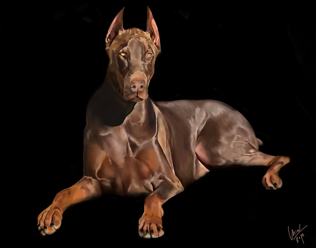 Dyr, Hunde, Kæledyr, Doberman, Hund