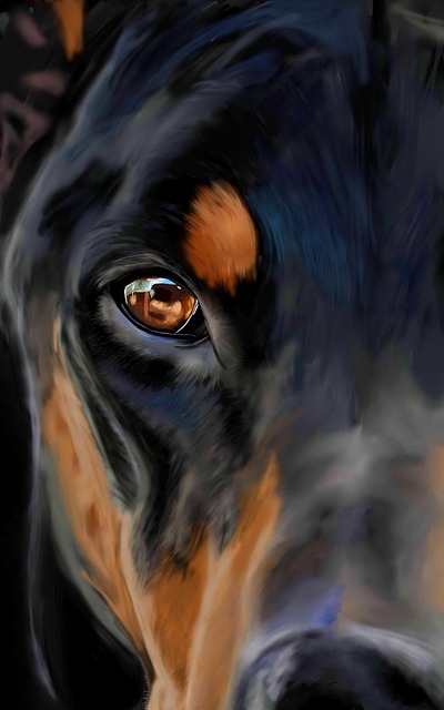 Hunde, Dyr, Kæledyr, Doberman