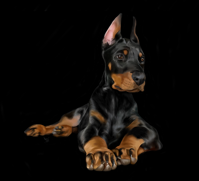Dyr, Hunde, Kæledyr, Doberman, Hund