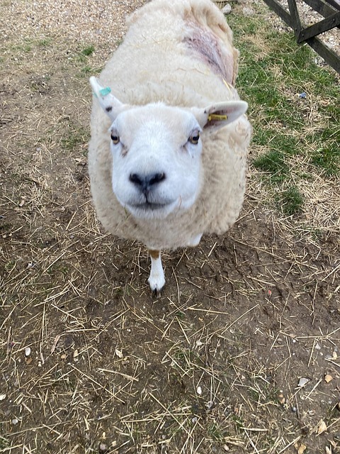 Oaie, Texel, Miel, Agricultură, Păşune