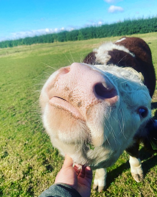 Vacă, Bovine, Natura, Vaci, Fermă