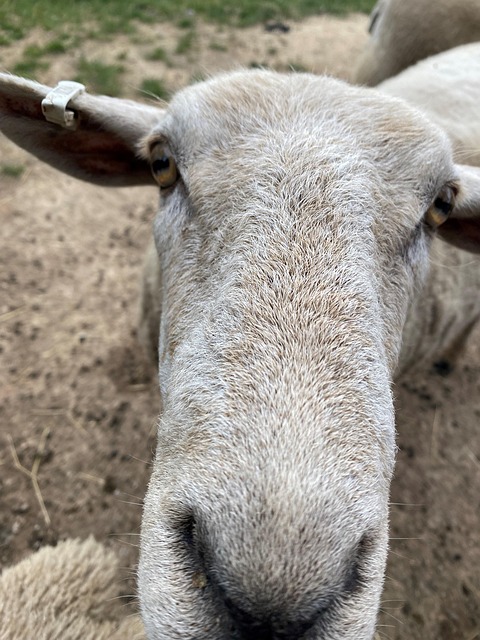 Oaie, Natura, Animal, Animale, Fermă