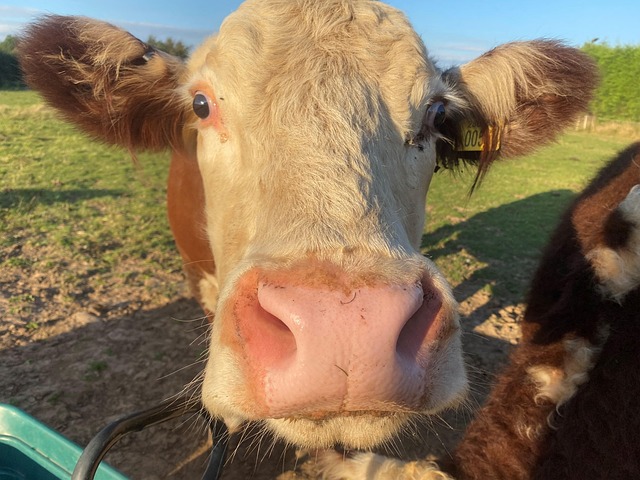 Vacă, Bovine, Natura, Fermă, Animale