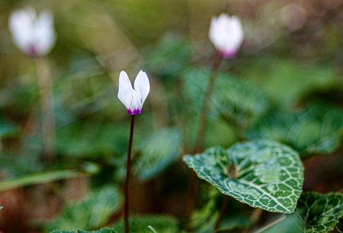 Cyklamen, Blomst, Natur, Lyserød