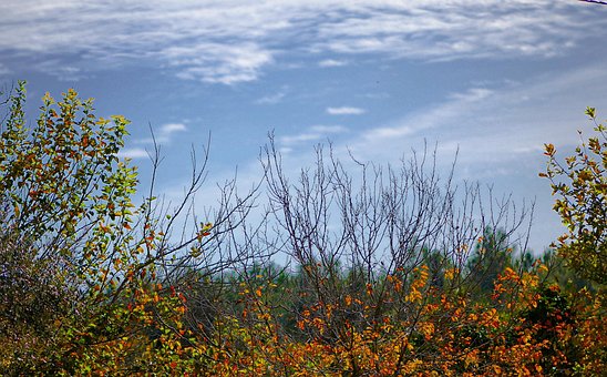 Natur, Himmel, Træer, Skov, Landskab