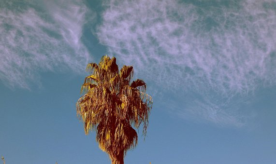Palme Træ, Himmel, Natur, Skyer