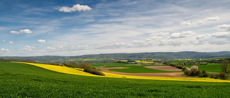 Free Oilseed Rape Nature photo and picture