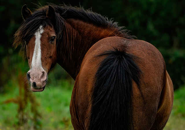 Horse Equine Mammal - Free photo on Pixabay - Pixabay
