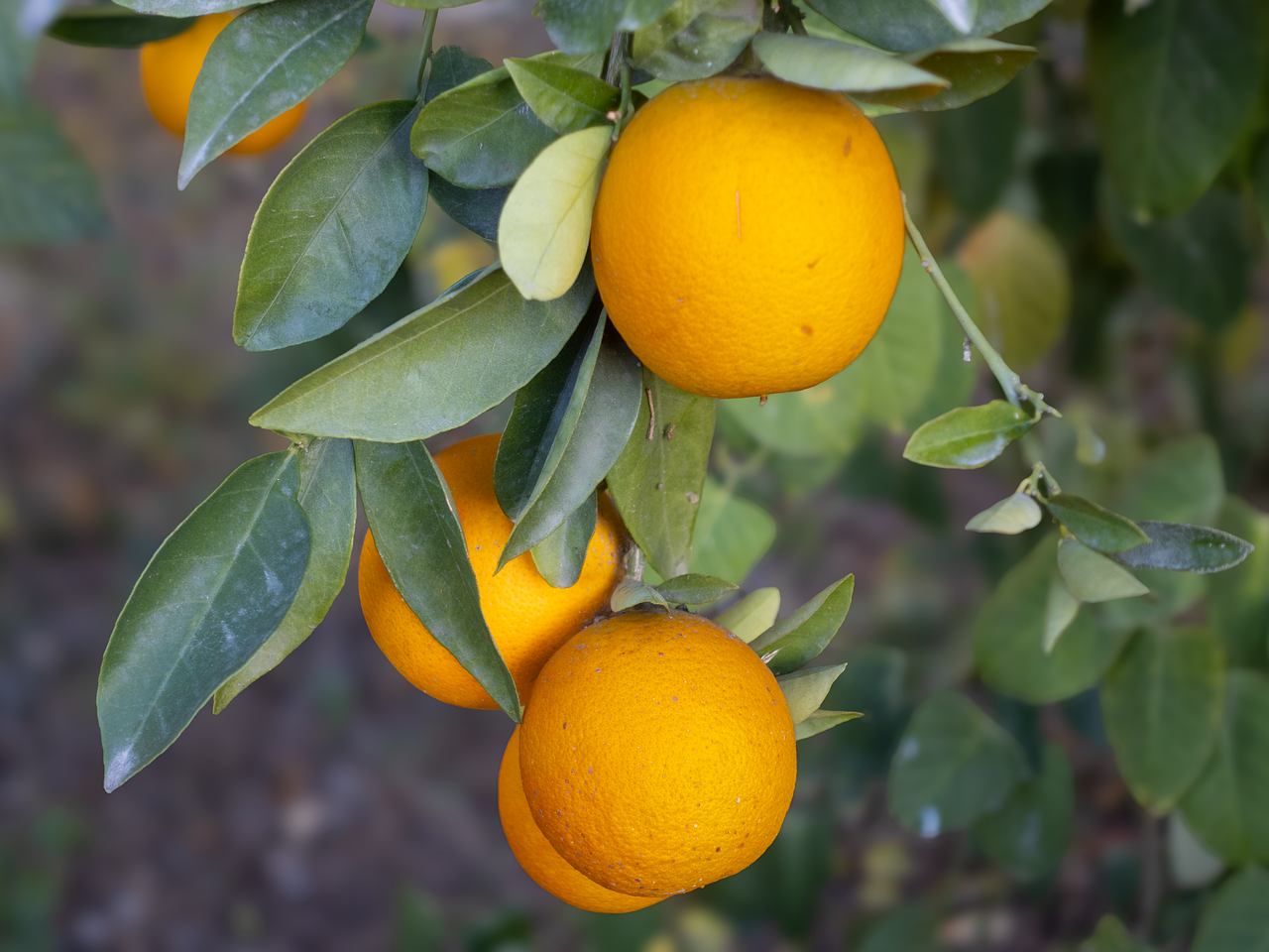 Download Oranges Fruits Healthy Royalty Free Stock Illustration Image download-oranges-fruits-healthy-royalty-free-stock-illustration-image