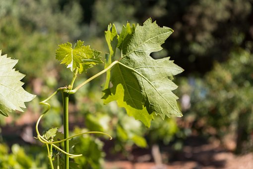Vinblade, Natur, Vin, Blade, Lag, Grøn
