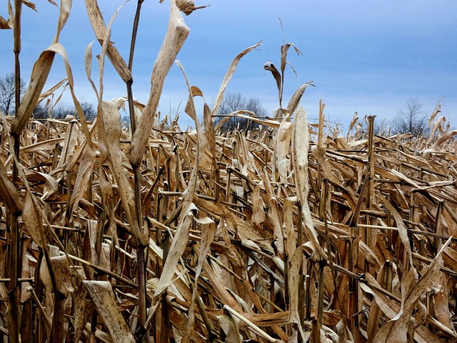 Free Corn Cornfield photo and picture
