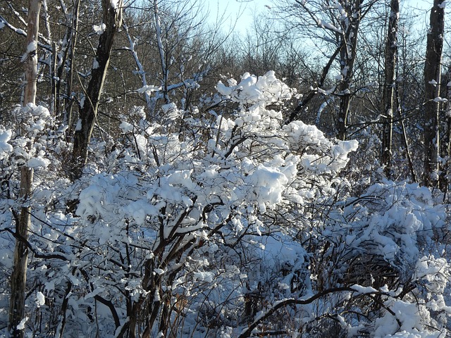 Free Snow Sticky photo and picture