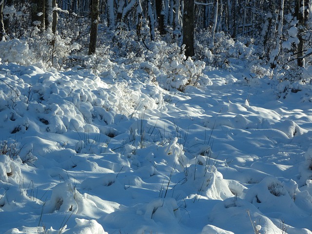 Free Snow Evening photo and picture