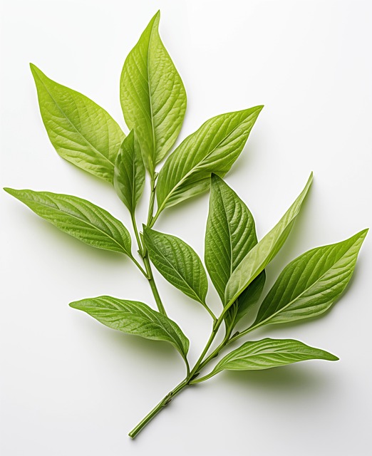 Ai Genereret, Blad, Urt, Grønt Blad