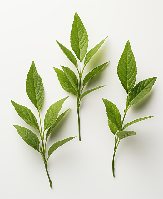 Ai Genereret, Blade, Te, Natur, Plante