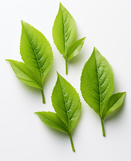 Ai Genereret, Blade, Te, Natur, Plante