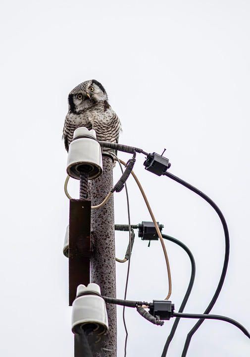 Northern Hawk-Owl Power Pole Bird - Free photo on Pixabay - Pixabay