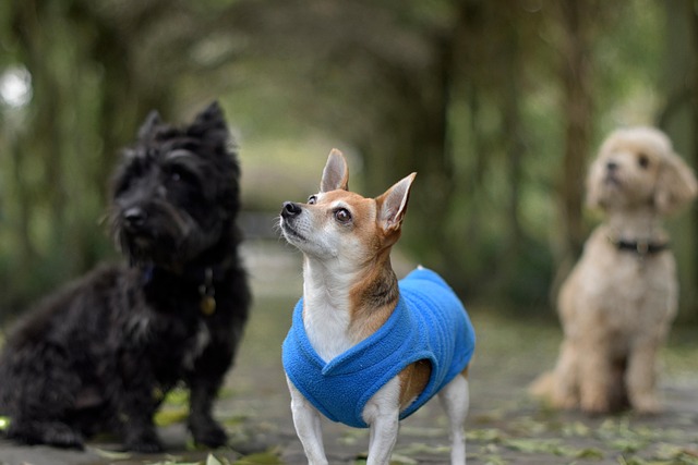 Free Cute Dog Standing Chihuahua photo and picture