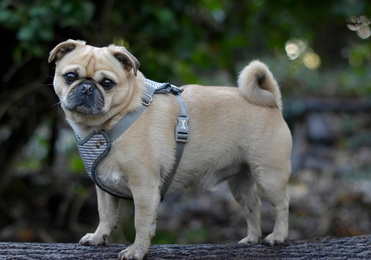 Animal De Compagnie Chien - Photo gratuite sur Pixabay - Pixabay