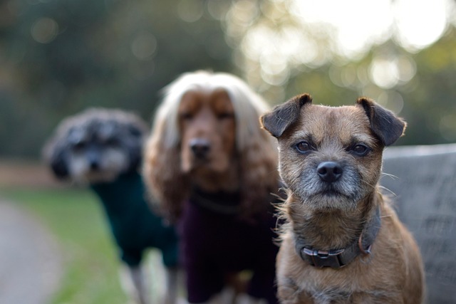 Free Dogs Pets photo and picture