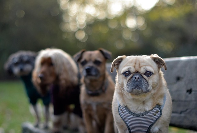 Free Dogs Pets photo and picture