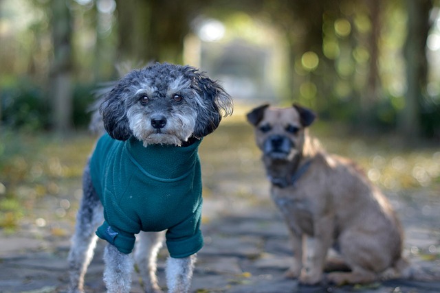 Free Pets Animals photo and picture
