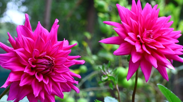 ดอกรักเร่, ดอกรักเร่สีชมพูเข้ม, ดอกไม้