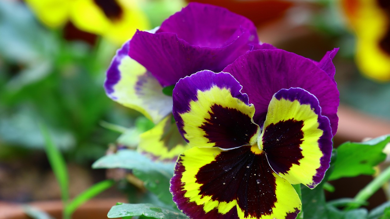 Pansy Plant Flower Free photo on Pixabay Pixabay