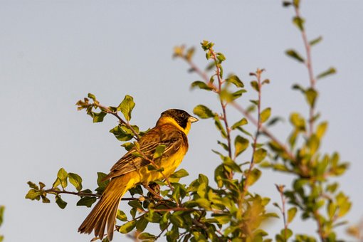 Free Bird Nature photo and picture