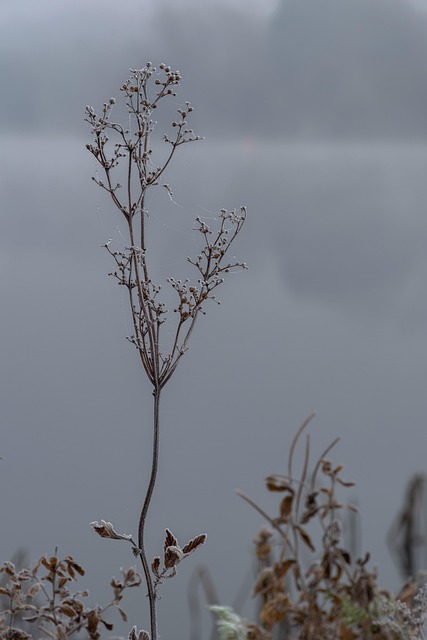 Frost, Bodenfrost, Kalt, Zweige, Park