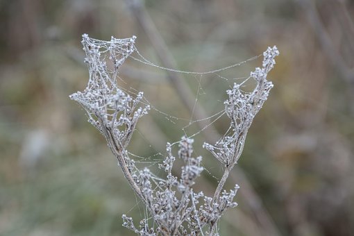 Frost, Bodenfrost, Kalt, Zweige, Park