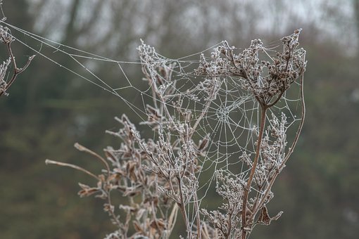 Frost, Bodenfrost, Kalt, Zweige, Park