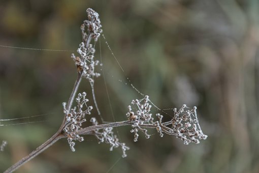 Frost, Bodenfrost, Kalt, Zweige, Park