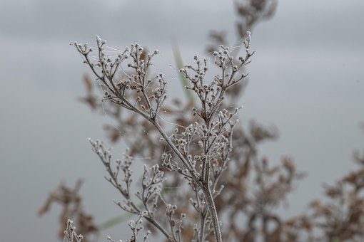 Frost, Bodenfrost, Kalt, Zweige, Park