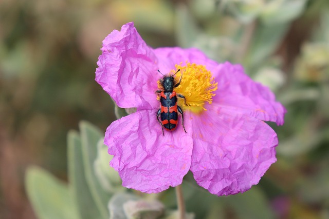 Free Flower Beetle photo and picture