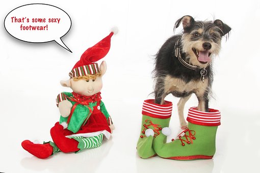 Free Happy Dog Elf photo and picture