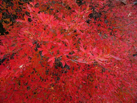 Free Autumn Autumnal Leaves photo and picture