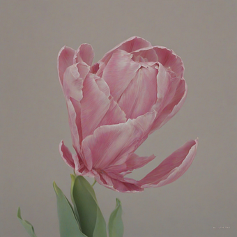 Free Tulip Flowers illustration and picture
