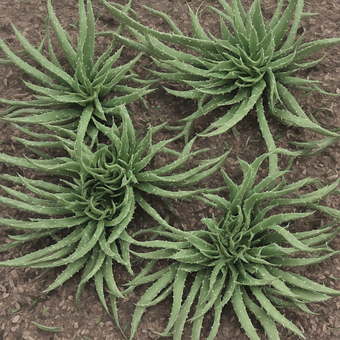 Free Nature Plant illustration and picture