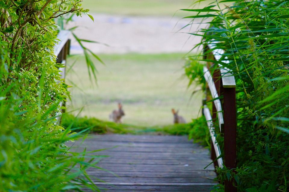 Rabbit Path Rabbits Bridge Path - Free photo on Pixabay - Pixabay
