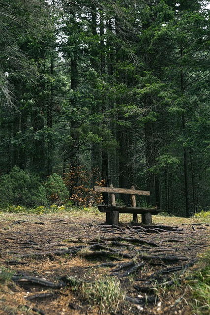 Free Bench Forest photo and picture