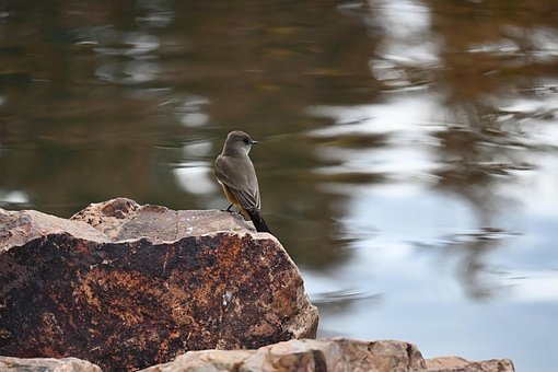 Vogel, Königsvogel, Wasser