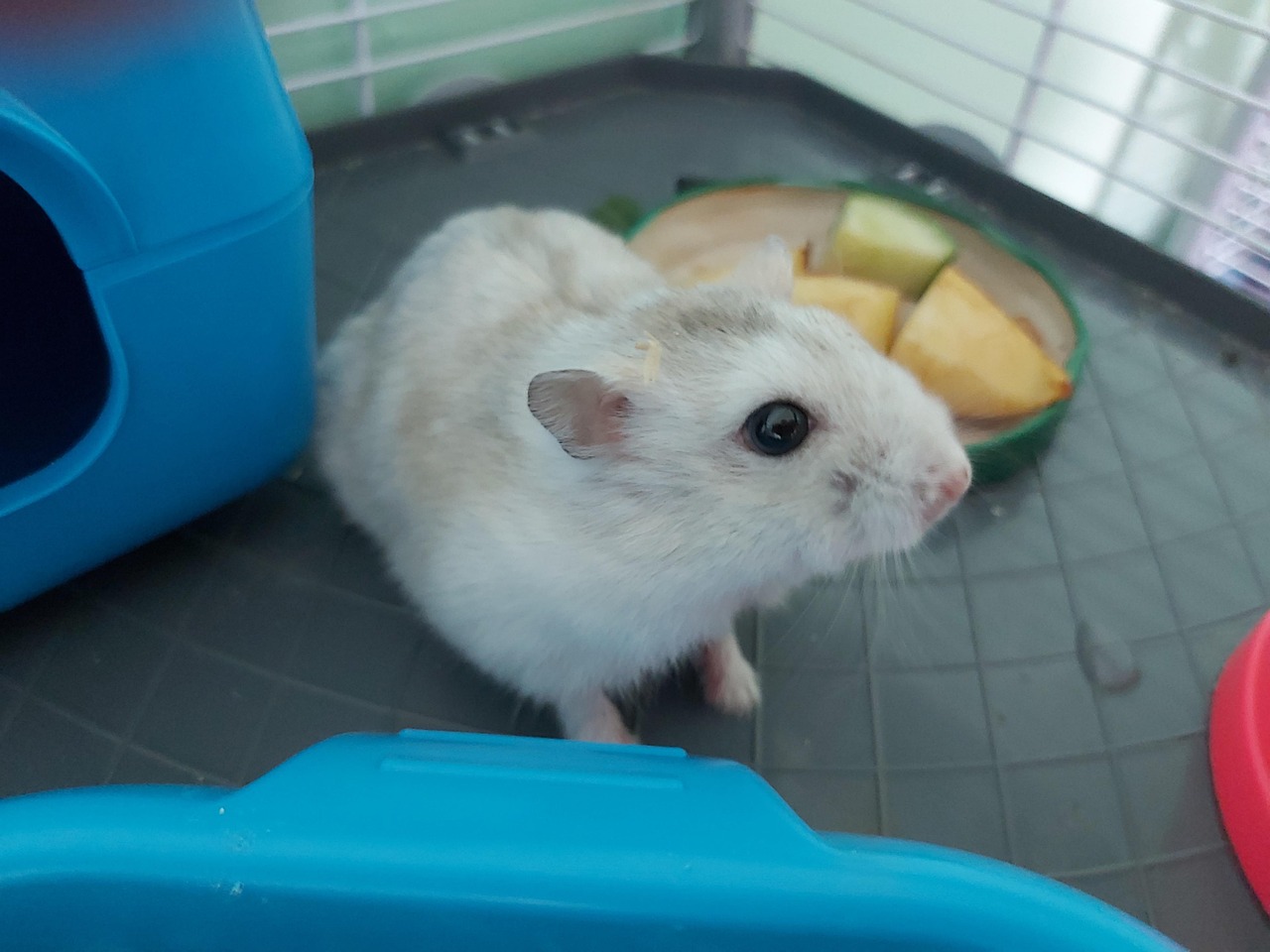 Picture of Download Dwarf, Hamster, Cute. Royalty-Free Stock Illustration Image ...