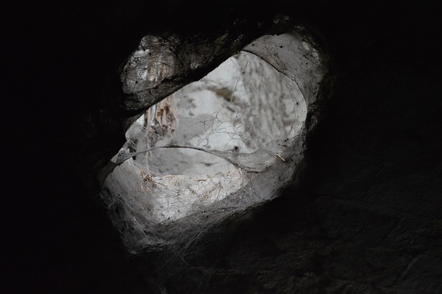 Temor, Telaraña