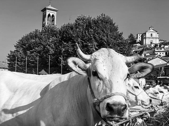 Buey, Vaca, Ottiglio, Iglesia, Cuernos