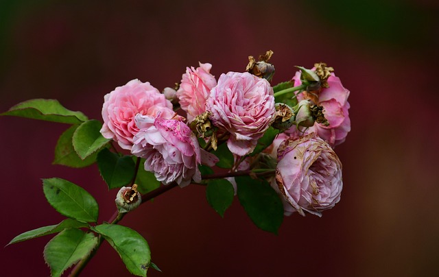 Free Flowers Roses photo and picture
