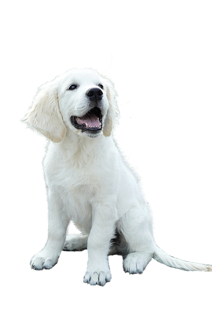 Hund, Søt, Lojal Til, Hvit