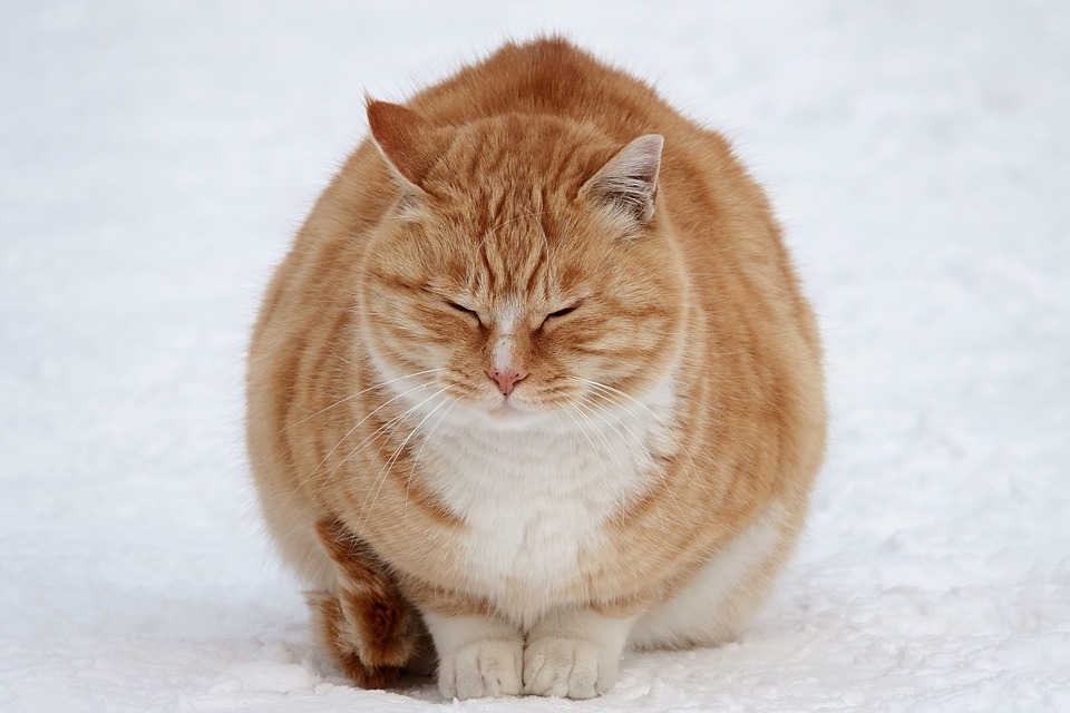 雪猫 snow-8460300_960_720.jpg