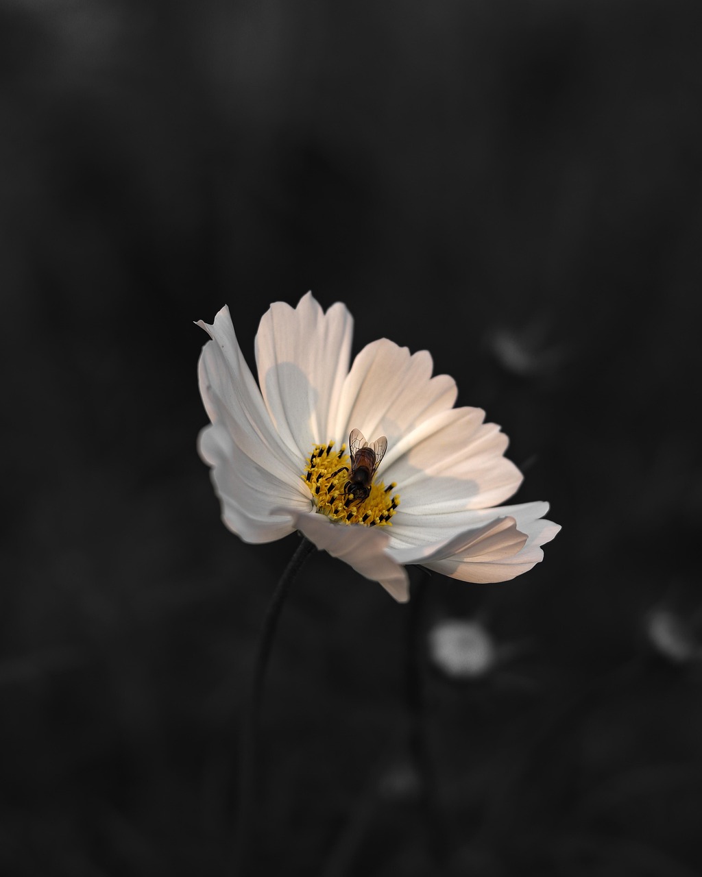 Bouquet de fleurs de marguerite dessin d'illustration dessin de page de